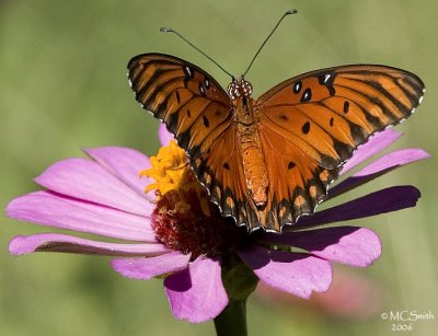 Gulf Fritillary (Agraulis vanillae)