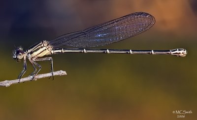 Dusky Dancer - (Argia translata) female
