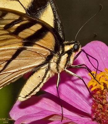 Swallowtail Closeup