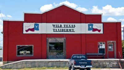 West Texas Taxidermy