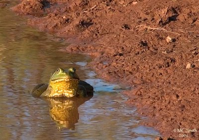 Bullfrog at Sundown