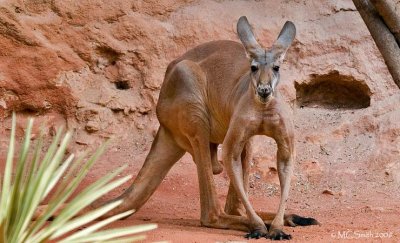 Red Kangaroo - (Macropus rufus)