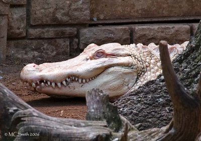 Albino  Alligator