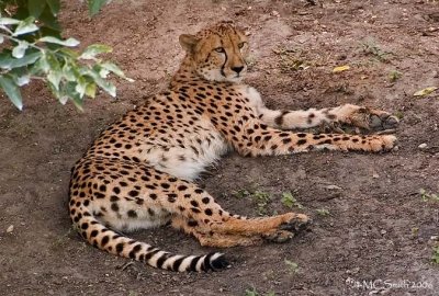 Cheetah - (Acinonyx jubatus)