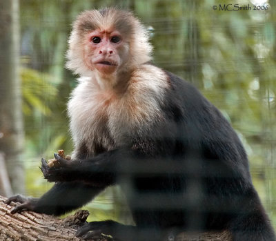 Capuchin Monkey -(Cebus capucinus)