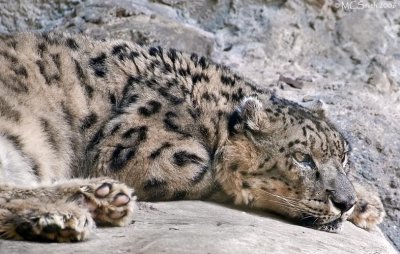 Snow Leopard - (Uncia uncia)