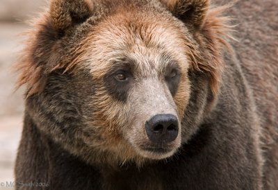 Grizzly Bear -(Ursus arctos horribilis)