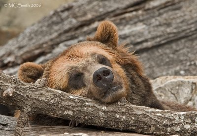 Grizzly Bear -(Ursus arctos horribilis)