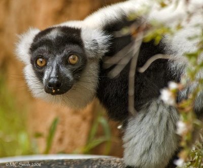 Black and White Ruffed Lemur -  (Varecia variegata variegata)