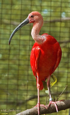 Scarlet Ibis - (Eudocimus ruber)