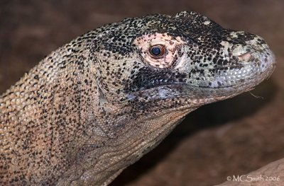 Komodo Dragon - (Varanus komodoensis)