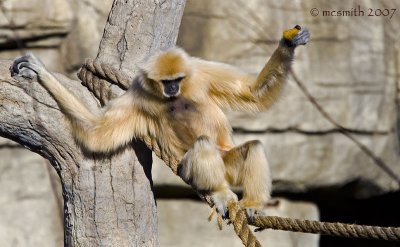 Gibbon on a Tightrope