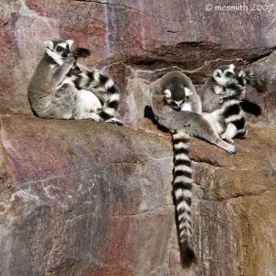 Lemur Group Groom