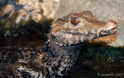 Dwarf Caiman - (Paleosuchus palepebrosus)