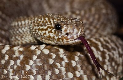 Uracoan Rattlesnake - (Crotalus vergrandis)