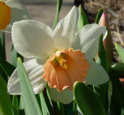 These are my favorite daffodils. If I ever get married I want them in my bouquet.