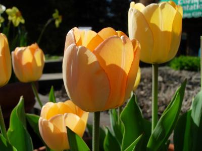 I love the way the sun shines through tulip petals.