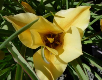 Interior of another species tulip in the rock garden.