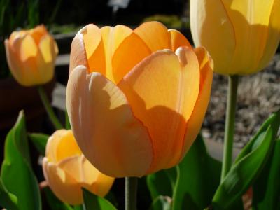 More backlit tulips. Can you tell I really love tulips?