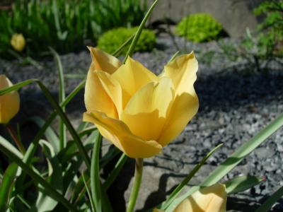 Another species tulip.