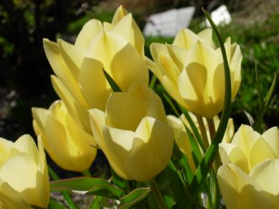 g4/67/439967/3/59420067.yellowtulips5.jpg