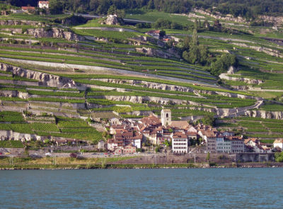 The terraced fields are mostly vineyards on the north shore.