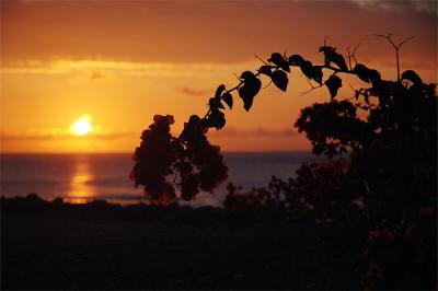 Whitegrass-Resort-sunset.jpg