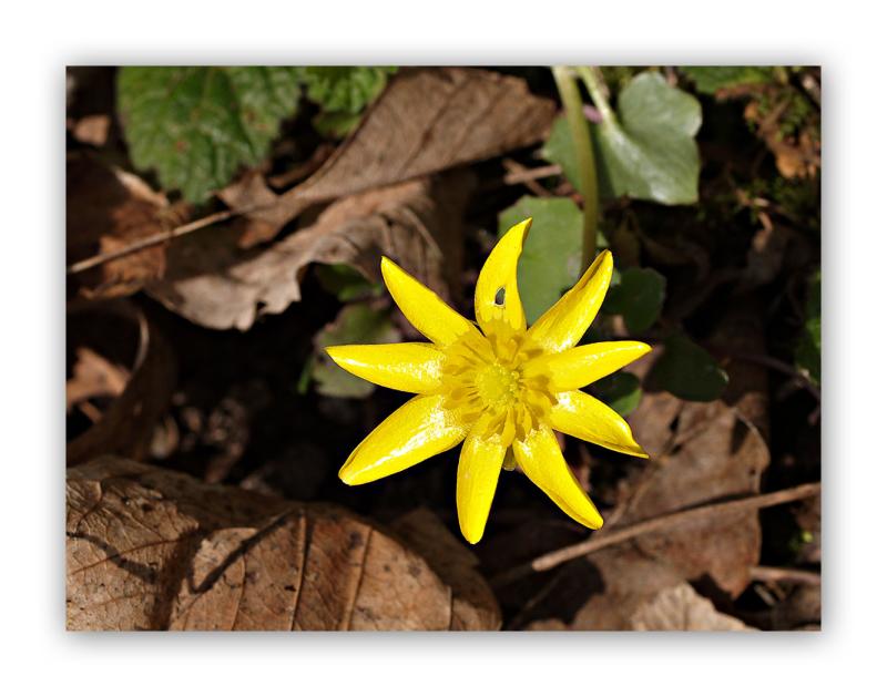 176 Ranunculus ficaria