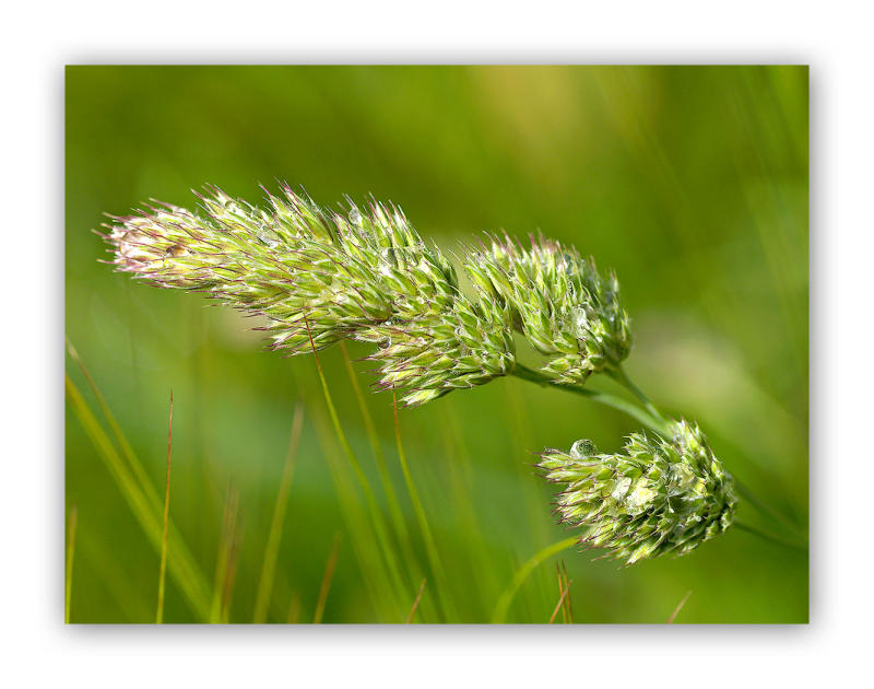 2534 Carex leporina