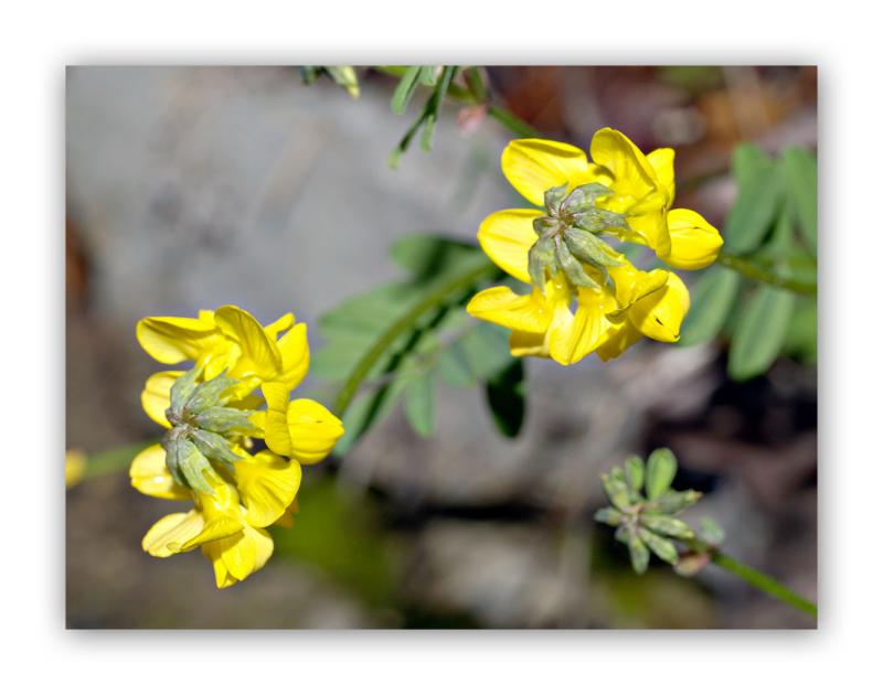 1188 Coronilla coronata