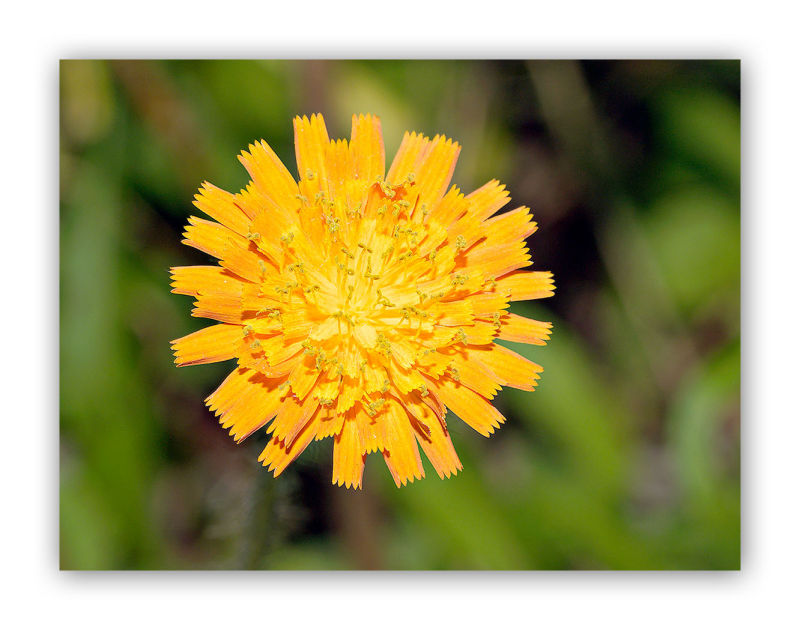 2352 Hieracium aurantiacum