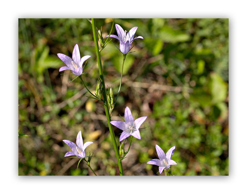 1902 Campanula rapunculus