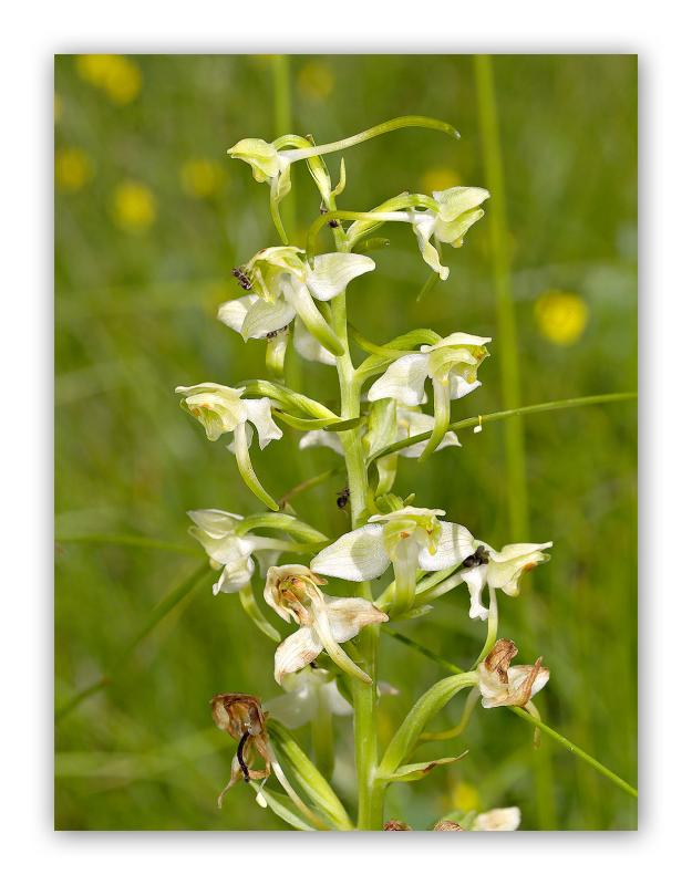 2955 Platanthera bifolia