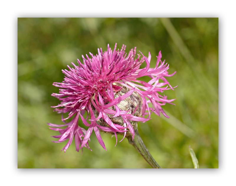 2237 Centaurea scabiosa