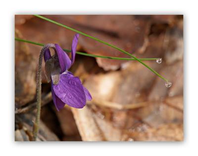 547 Viola reichenbachiana