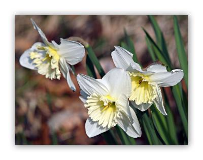 2909 Narcissus pseudonarcissus