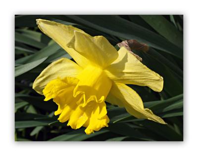 2909 Narcissus pseudonarcissus