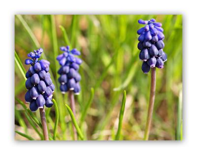 2890 Muscari racemosum