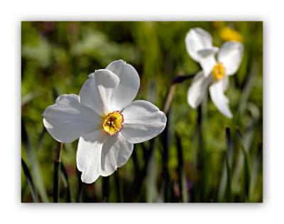 2907 Narcissus poeticus