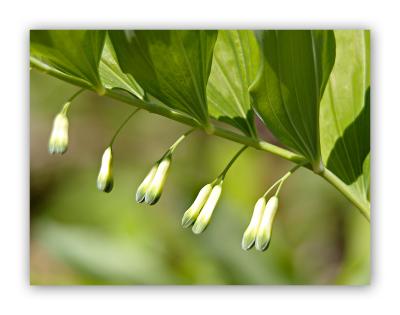 2903 Polygonatum multiflorum