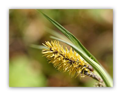 2567 Carex flacca