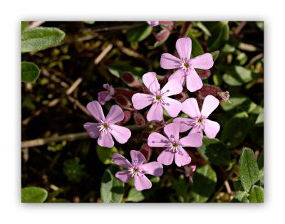 397 Saponaria ocymoides