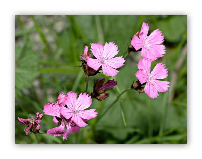 405 Dianthus carthusianorum