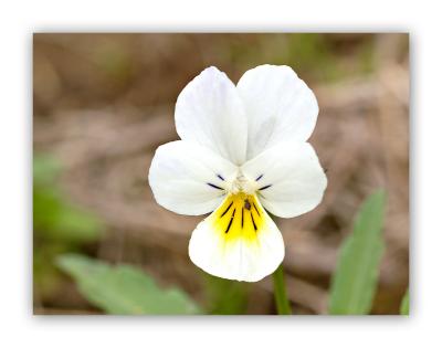 558 Viola arvensis