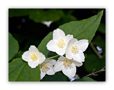 856 Philadelphus coronarius