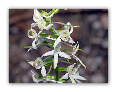 2955 Platanthera bifolia