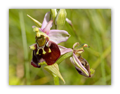 2970 Ophrys holoserica eliator