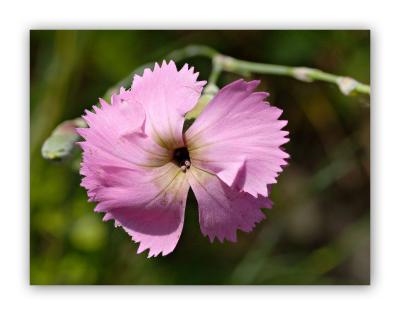 410 Dianthus caryophyllus