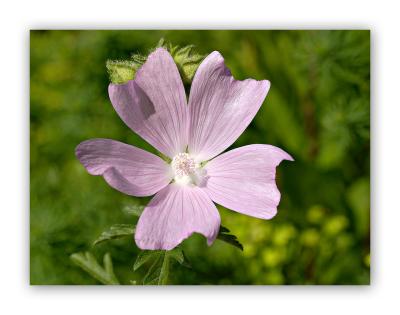 511 Malva alcea