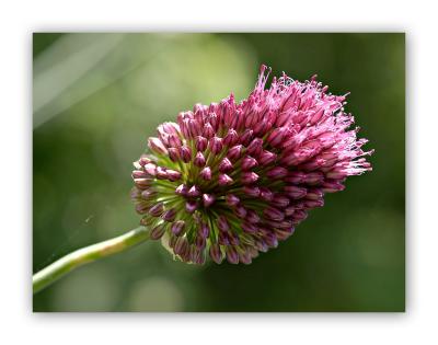 2858 Allium sphaerocephalon